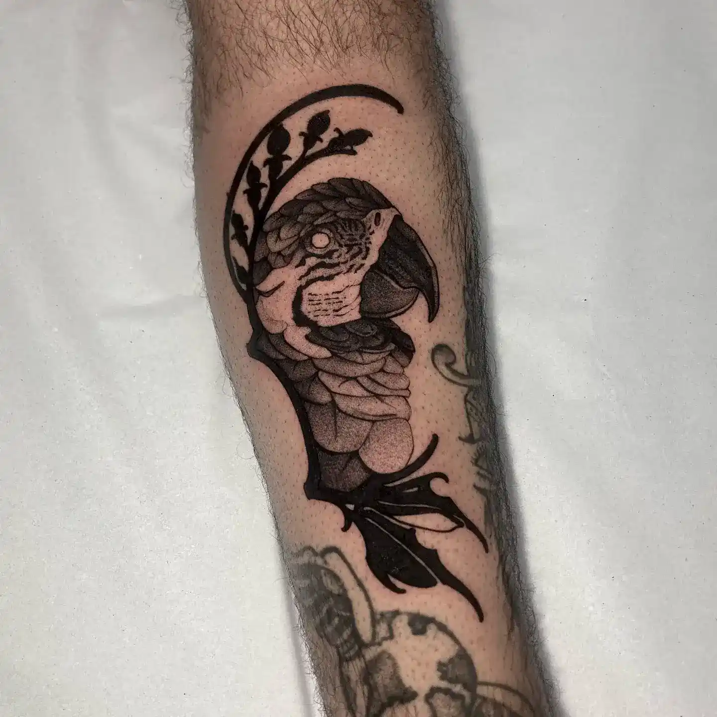 Blackwork parrot tattoo by Gabriel Vendra at XOXO Tattoo Studio Dublin
